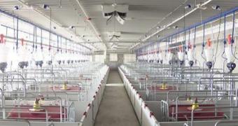 Modern Breeding