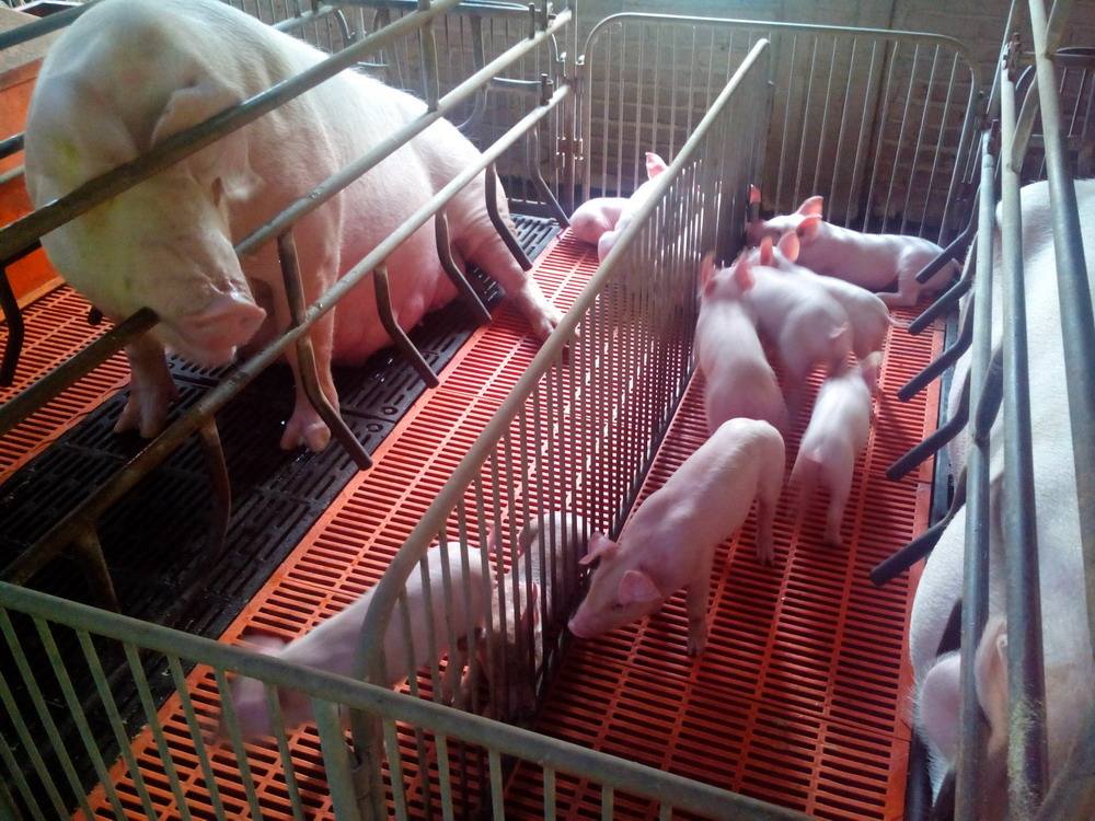 Wenxi Pig Farm