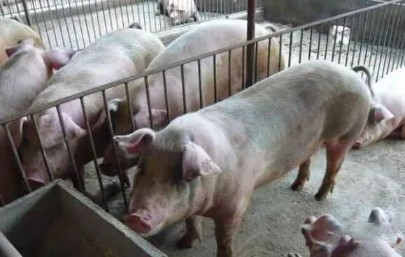 Monan Pig Farm