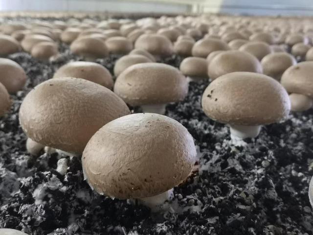 Luoyang Song County Mushroom Greenhouse