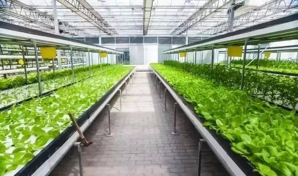 Yongnian County Greenhouse